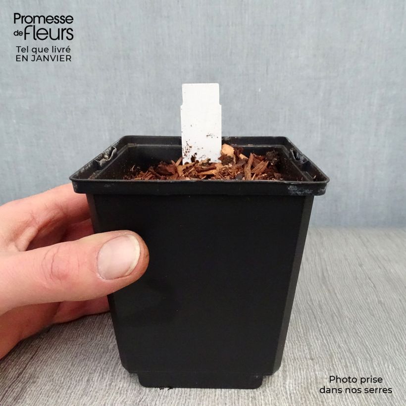 Example of Coeur de Marie doré - Dicentra spectabilis Goldheart® Pot van 10 cm/11 cm as you get in hiver