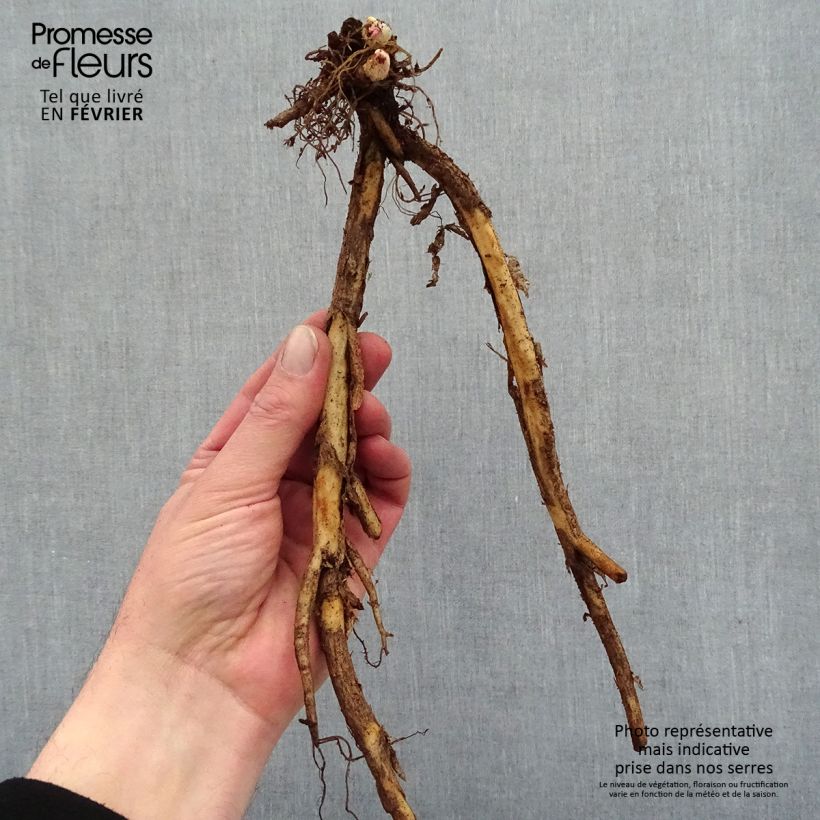 Example of Coeur de Marie doré - Dicentra spectabilis Goldheart® Naakte wortel as you get in hiver