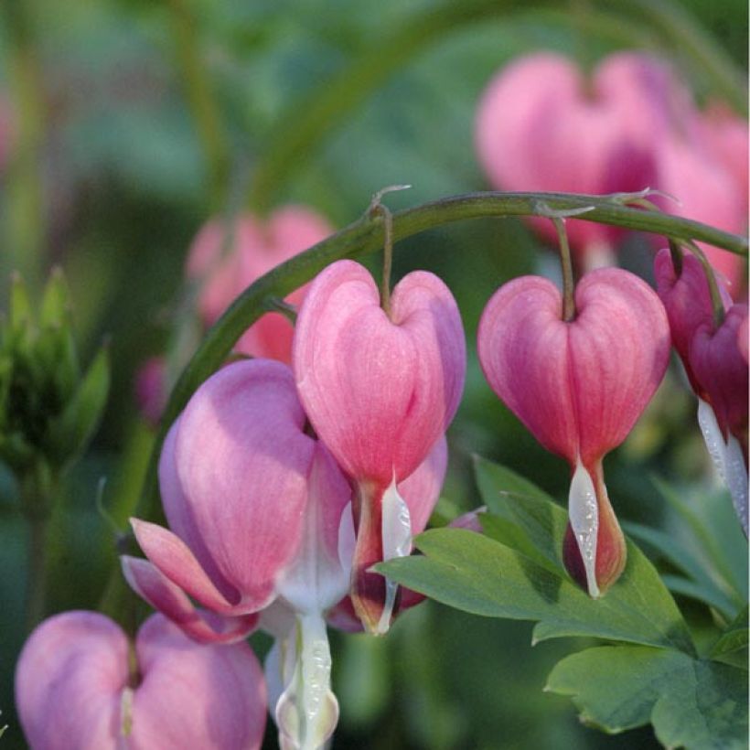 Dicentra spectabilis Roze - Gebroken hartje (Bloei)