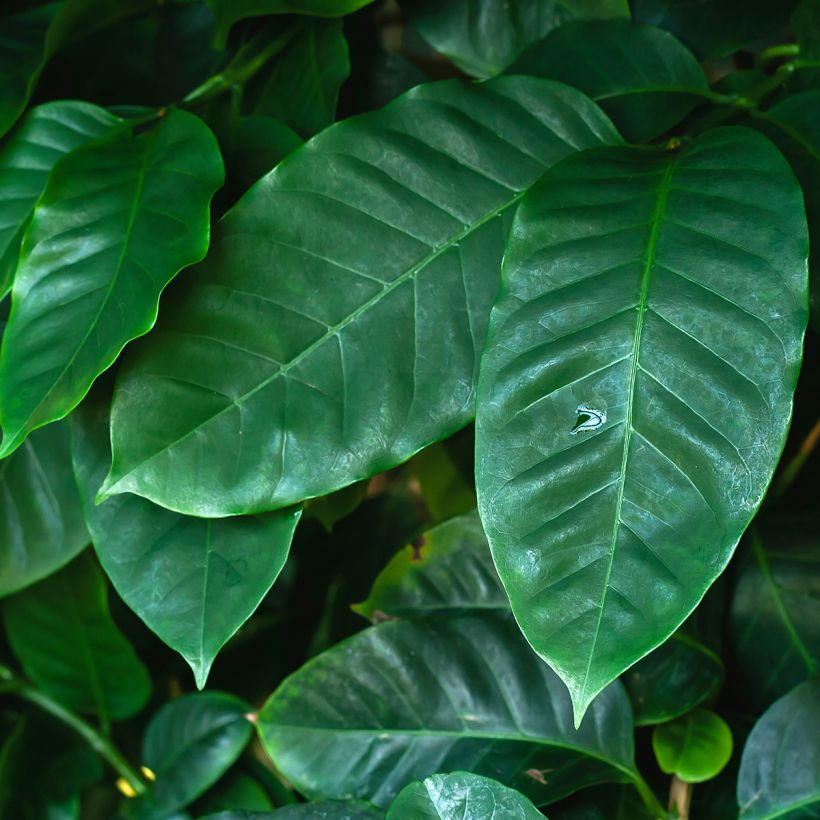 Koffieplant - Coffea arabica (Blad)