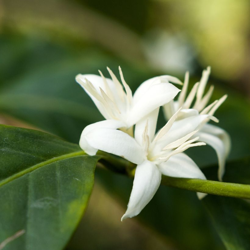 Koffieplant - Coffea arabica (Bloei)