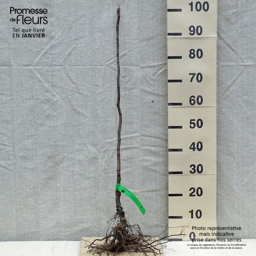Exemplaar van Kweepeer Vranja BIO Naakte wortel, Onderstam zoals geleverd in de winter