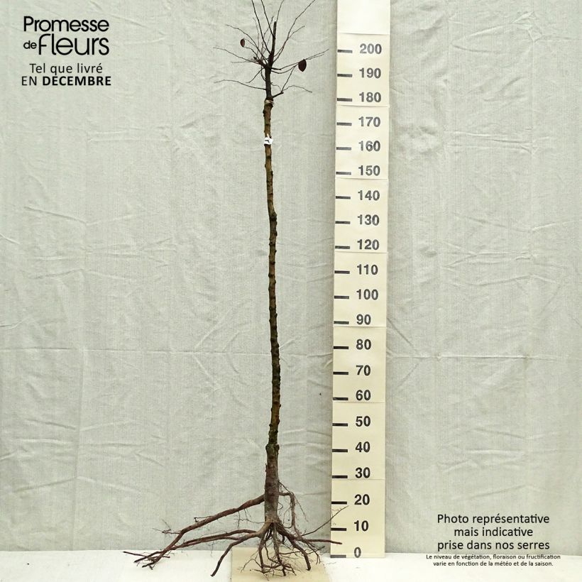 Exemplaar van Kweepeer - Cydonia oblonga Naakte wortel, Half-hoge stam zoals geleverd in de winter