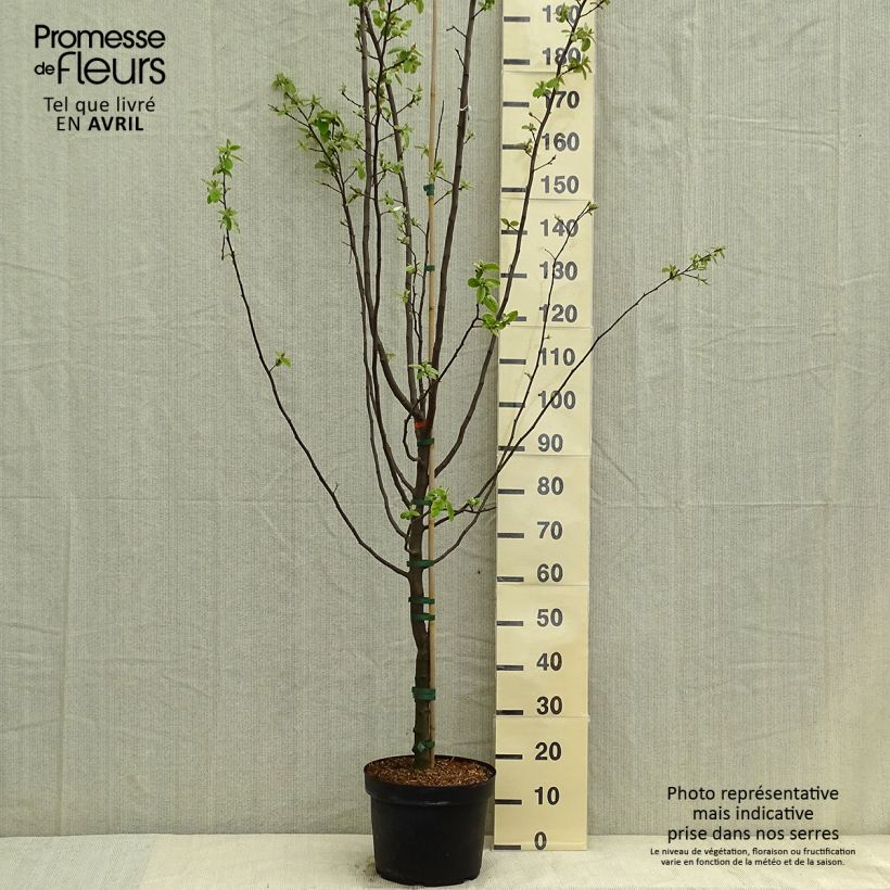 Exemplaar van Kweepeer Leskovacz Pot van 7,5 l/10 l zoals geleverd in de lente