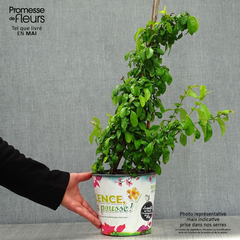 Exemplaar van Chaenomeles superba Cameo - Dwergkwee Pot van 3 l/4 l zoals geleverd in de lente