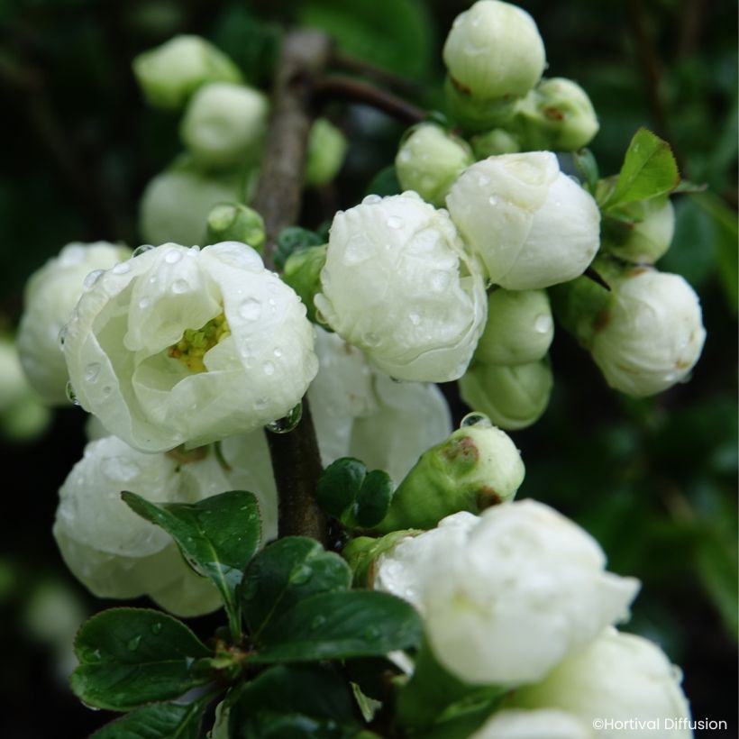 Chaenomeles speciosa Double Delice Pure - Chinese sierkwee (Bloei)