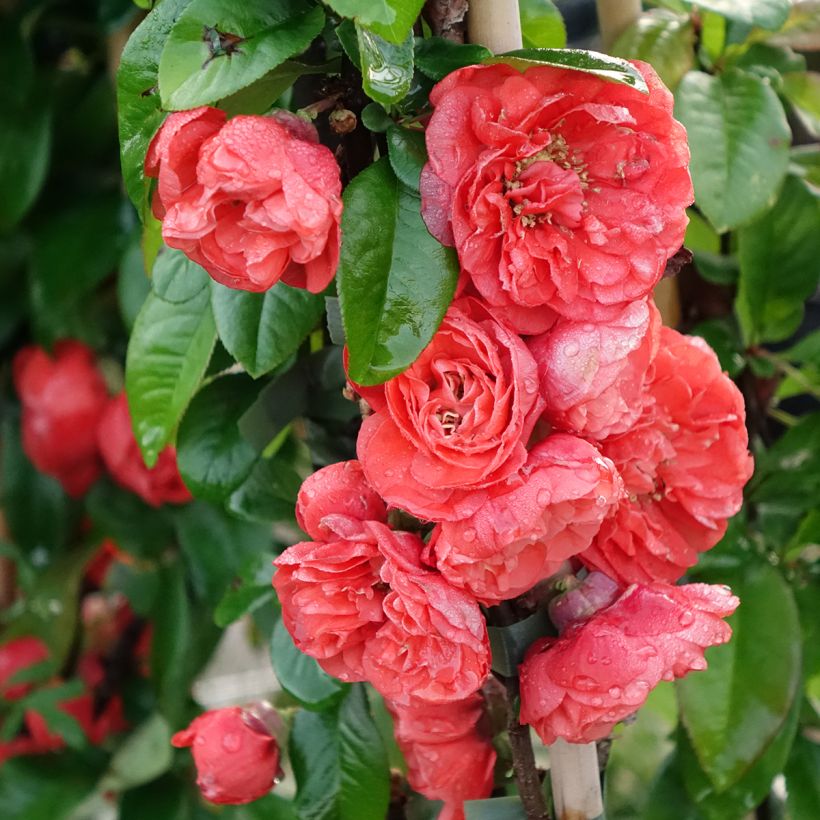Chaenomeles speciosa Mango Storm - Chinese sierkwee (Bloei)