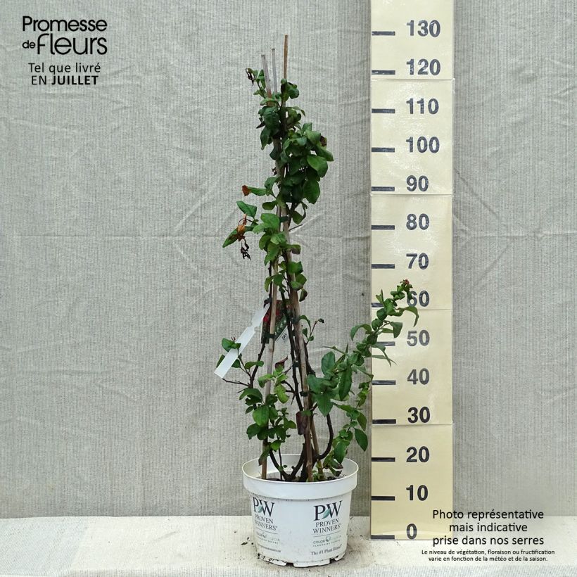 Exemplaar van Chaenomeles speciosa Mango Storm - Chinese sierkwee Pot van 7,5 l/10 l zoals geleverd in de zomer