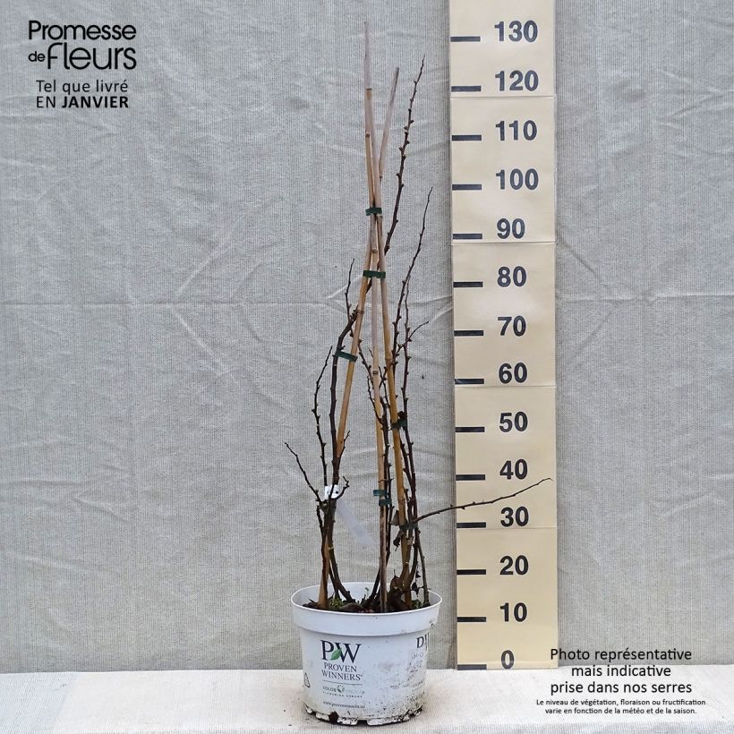 Example of Cognassier du Japon - Chaenomeles speciosa Mango Storm Pot van 7,5 l/10 l as you get in hiver