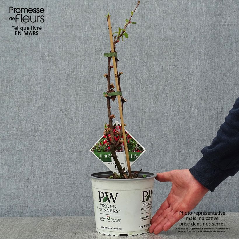 Example of Cognassier du Japon - Chaenomeles speciosa Mango Storm Pot van 3 l/4 l as you get in hiver
