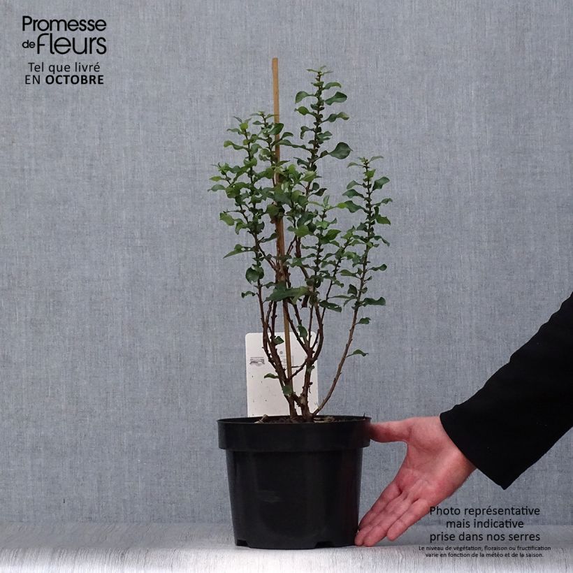 Exemplaar van Chaenomeles speciosa Red Kimono - Chinese sierkwee Pot van 4 l/5 l zoals geleverd in de herfst