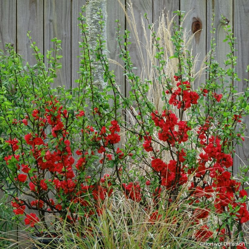 Chaenomeles speciosa Double Delice Rouge Baiser - Chinese sierkwee (Plant habit)