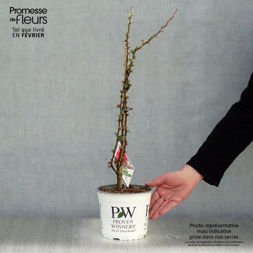 Example of Cognassier du Japon - Chaenomeles speciosa Scarlet Storm   Pot van 3 l/4 l as you get in hiver