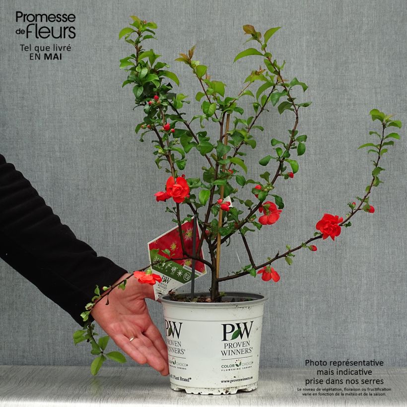 Exemplaar van Chaenomeles speciosa Scarlet Storm - Chinese sierkwee Pot van 3 l/4 l zoals geleverd in de lente