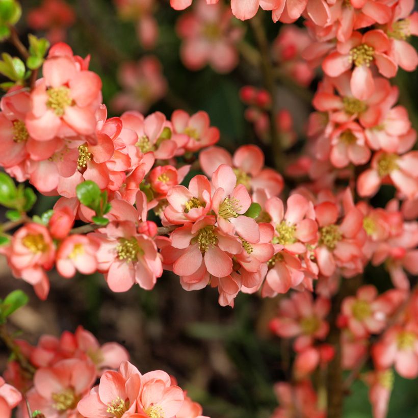 Chaenomeles superba Salmon Horizon - Chinese sierkwee (Bloei)