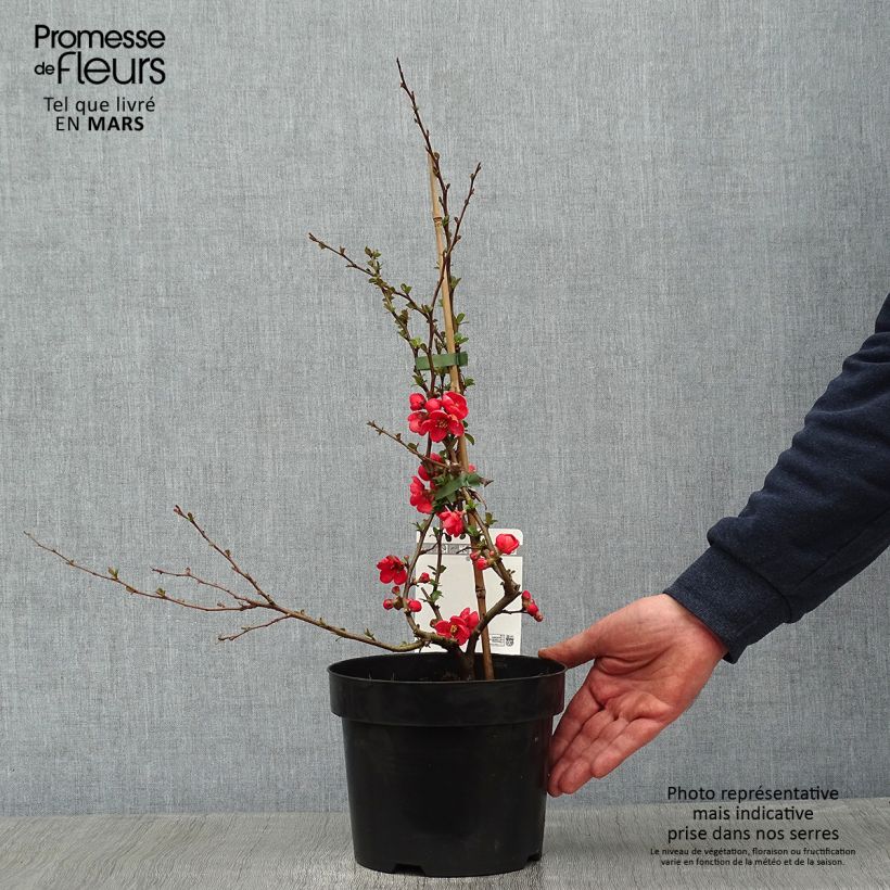 Example of Cognassier du Japon - Chaenomeles x superba Texas Scarlet Pot van 2 l/3 l as you get in hiver