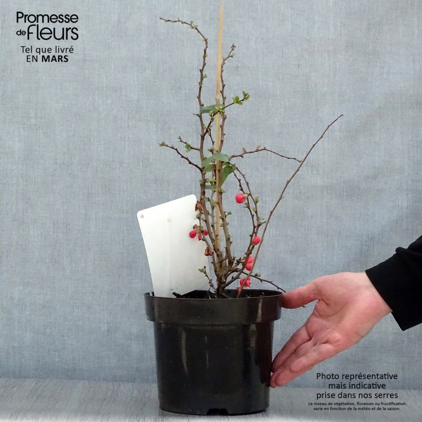 Exemplaar van Chaenomeles superba Texas Scarlet - Chinese sierkwee Pot van 2 l/3 l zoals geleverd in de lente