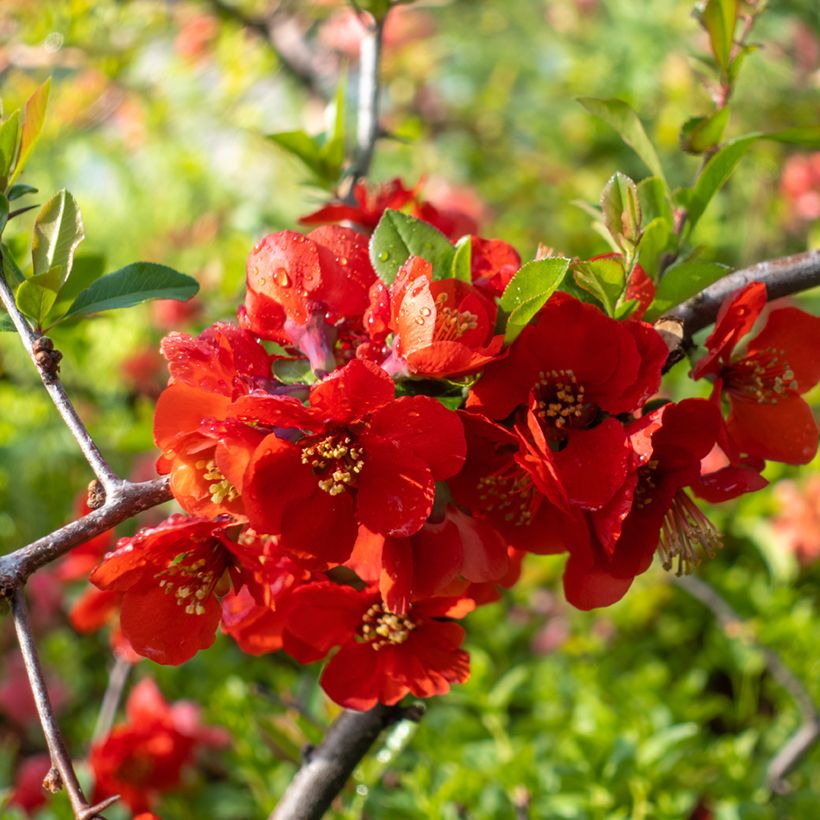 Chaenomeles superba Texas Scarlet - Chinese sierkwee (Bloei)