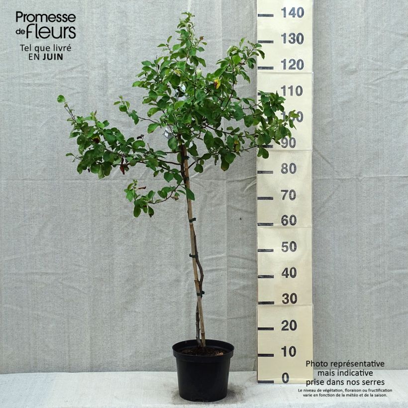 Exemplaar van Chaenomeles superba Crimson and Gold - Chinese sierkwee Pot van 4 l/5 l zoals geleverd in de lente