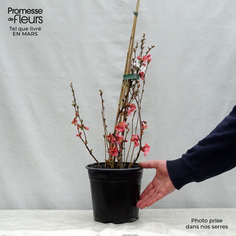 Exemplaar van Chaenomeles speciosa Eximia - Chinese sierkwee Pot van 4 l/5 l zoals geleverd in de lente