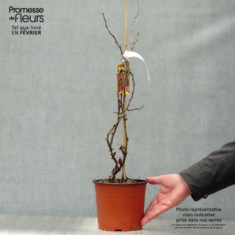 Example of Chaenomeles speciosa Falconnet Charlet - Chinese sierkwee Pot van 2 l/3 l as you get in hiver