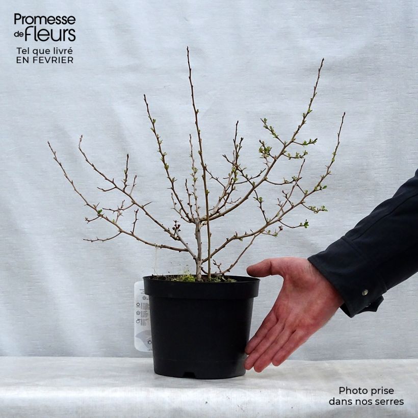 Example of Cognassier du Japon Fire dance - Chaenomeles speciosa  Pot van 2 l/3 l as you get in hiver