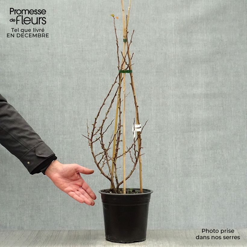 Example of Cognassier du Japon Friesdorfer - Chaenomeles speciosa  Pot van 3 l/4 l as you get in hiver