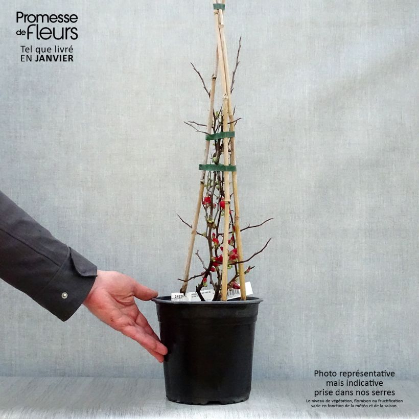 Example of Cognassier du Japon Hot Fire - Chaenomeles speciosa  Pot van 4 l/5 l as you get in hiver