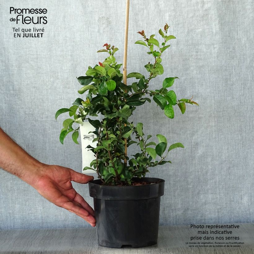 Exemplaar van Chaenomeles superba Jet Trail - Chinese sierkwee Pot van 3 l/4 l zoals geleverd in de zomer