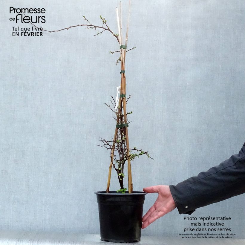 Example of Cognassier du Japon Kinshiden - Chaenomeles speciosa Pot van 3 l/4 l as you get in hiver