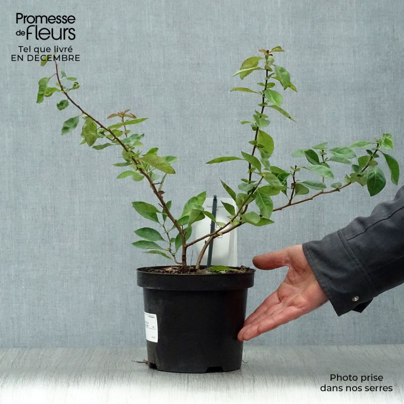 Example of Chaenomeles superba Nicoline - Chaenomeles superba Pot van 2 l/3 l as you get in hiver