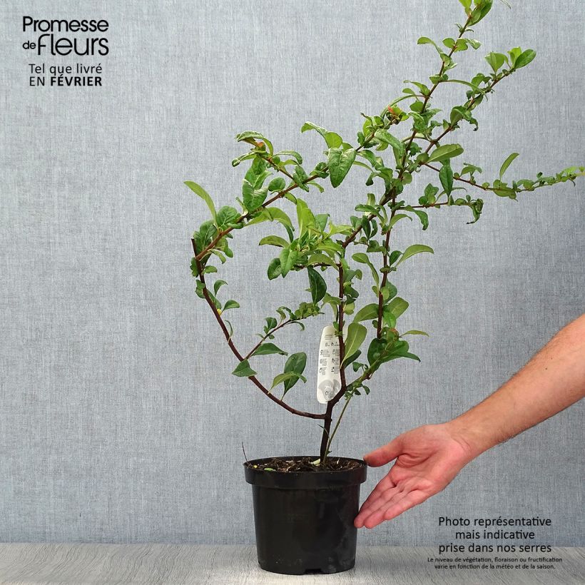 Exemplaar van Chaenomeles speciosa Nivalis - Chinese sierkwee Pot van 2 l/3 l zoals geleverd in de herfst