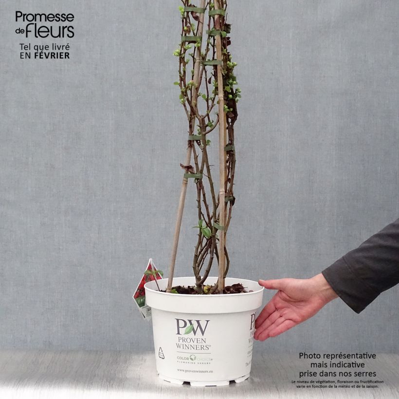 Example of Cognassier du Japon Orange Storm - Chaenomeles speciosa Pot van 7,5 l/10 l as you get in hiver