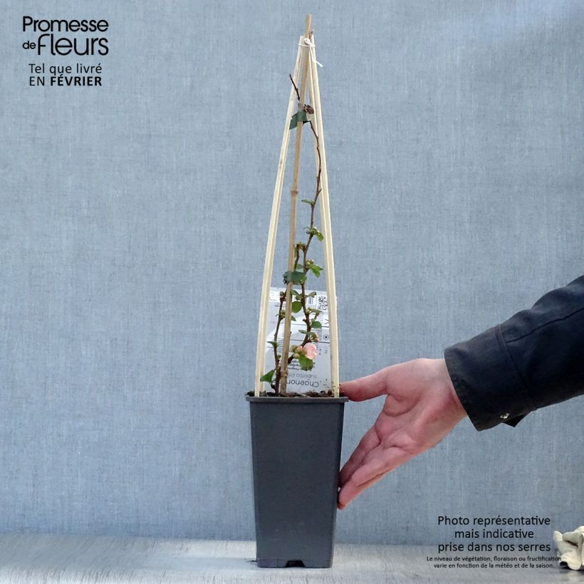 Example of Cognassier du Japon Pink Lady - Chaenomeles superba  Pot van 2 l/3 l as you get in hiver