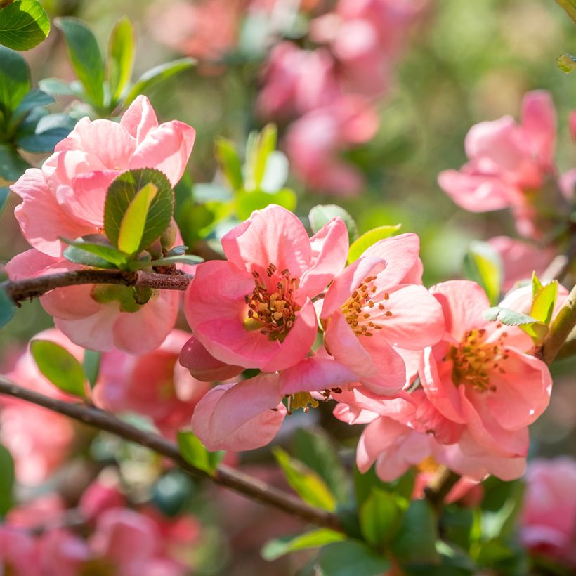 Chaenomeles superba Pink Lady - Chinese sierkwee (Bloei)