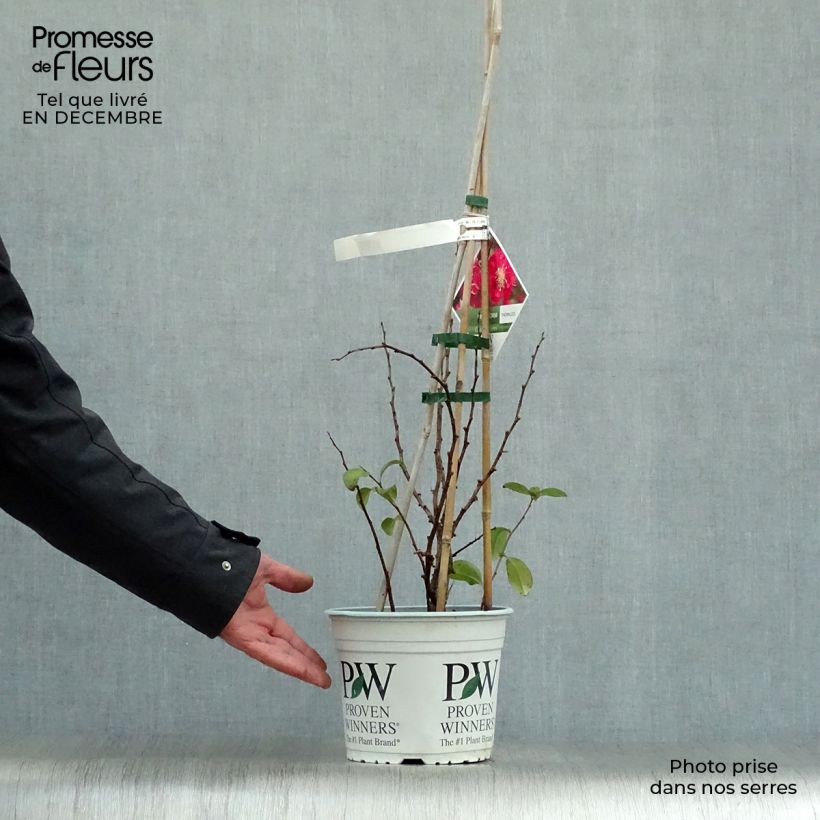 Example of Cognassier du Japon Pink Storm - Chaenomeles speciosa  Pot van 2 l/3 l as you get in hiver