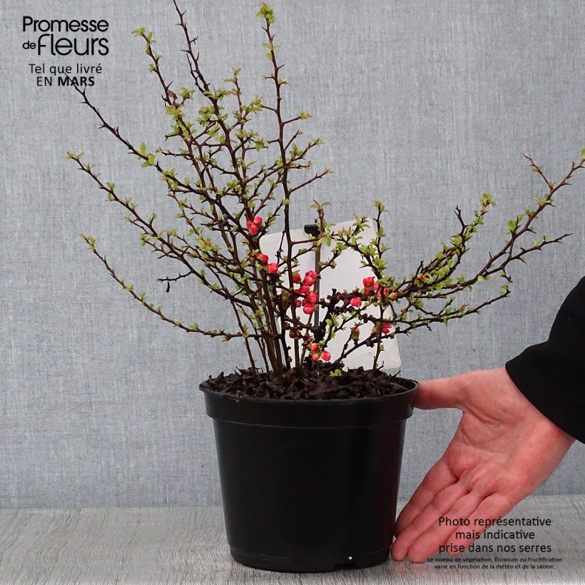 Example of Cognassier du Japon Red Joy - Chaenomeles superba  Pot van 2 l/3 l as you get in hiver