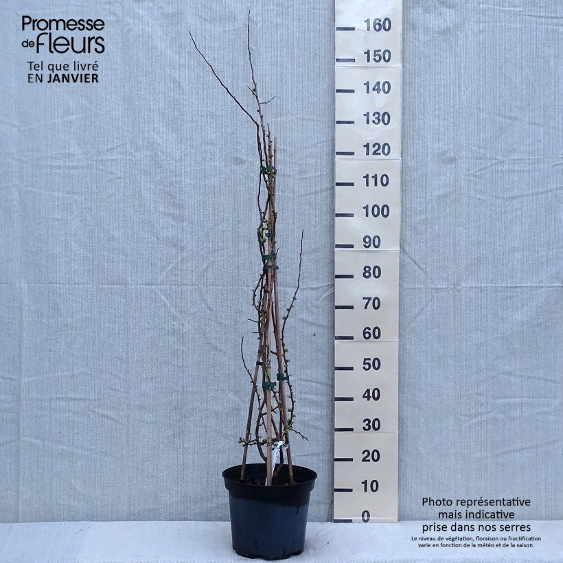 Example of Cognassier du Japon Rubra - Chaenomeles speciosa Pot van 7,5 l/10 l as you get in hiver