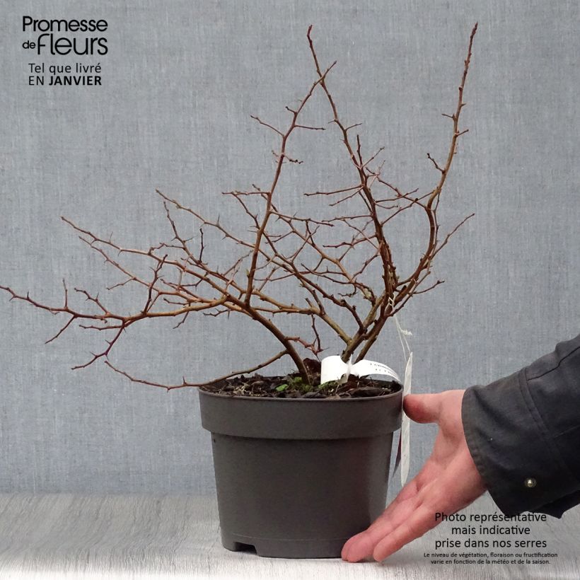Example of Cognassier du Japon Sargentii - Chaenomeles japonica Pot van 3 l/4 l as you get in hiver