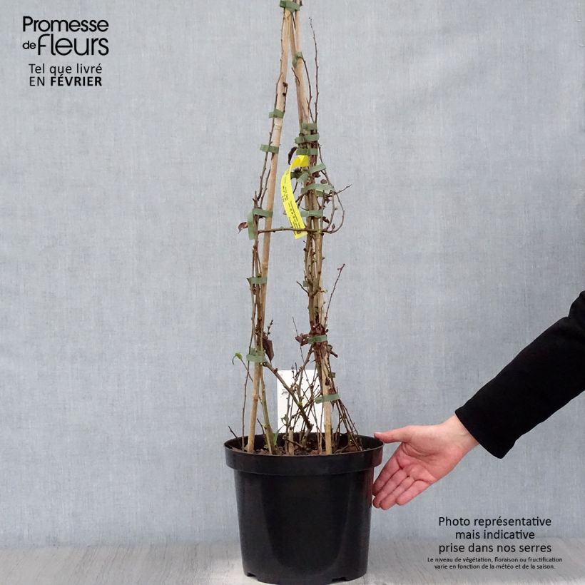 Example of Cognassier du Japon Yukigoten  - Chaenomeles speciosa Pot van 7,5 l/10 l as you get in hiver