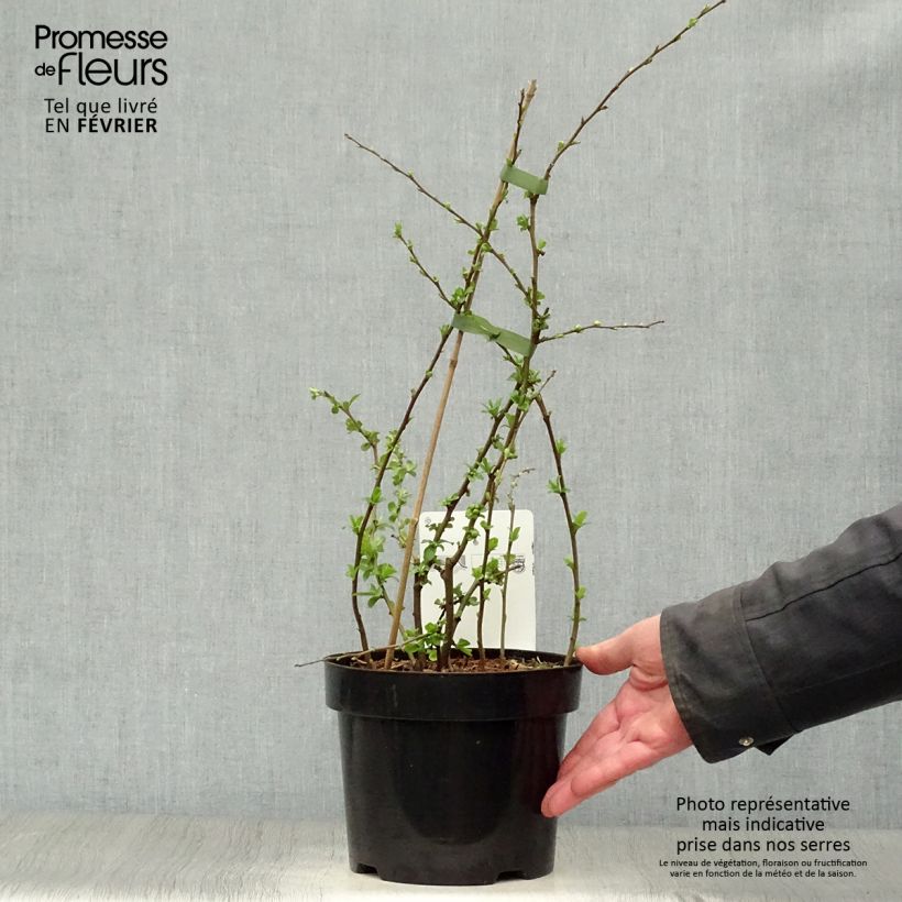 Example of Cognassier du Japon Yukigoten  - Chaenomeles speciosa Pot van 3 l/4 l as you get in hiver