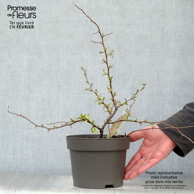 Example of Cognassier du Japon - Chaenomeles x superba Hollandia Pot van 2 l/3 l as you get in hiver