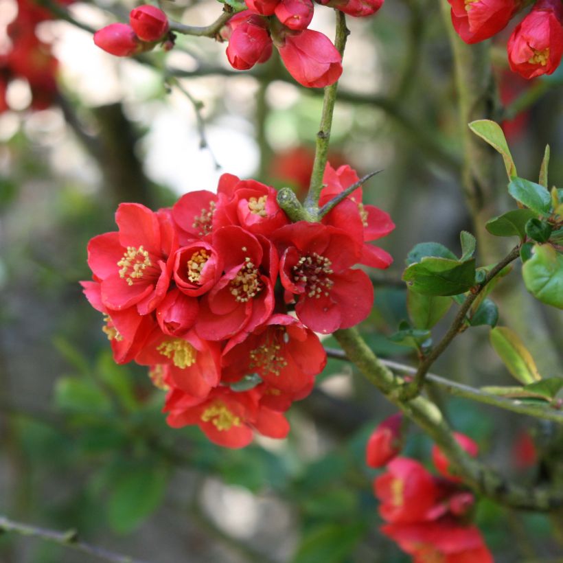 Chaenomeles speciosa Fire dance - Chinese sierkwee (Flowering)