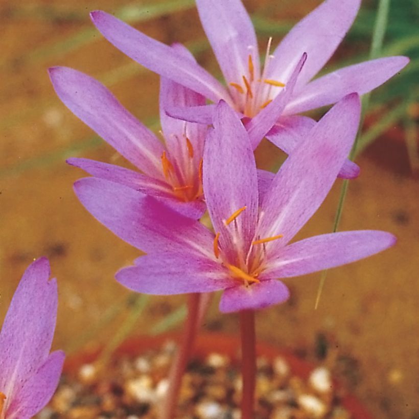 Colchicum autumnale Pannonicum - Herfsttijloos (Bloei)