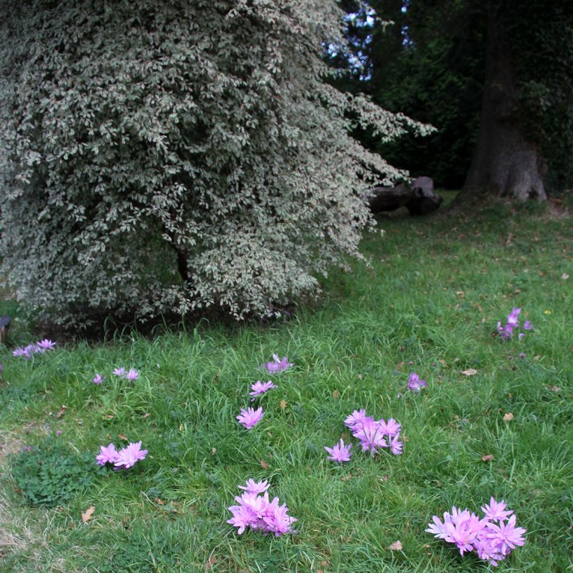 Colchicum autumnale Pleniflorum - Herfsttijloos (Groeiplaats)