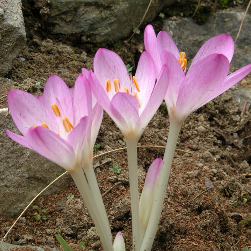 Colchicum Lilac Wonder - Herfsttijloos (Flowering)