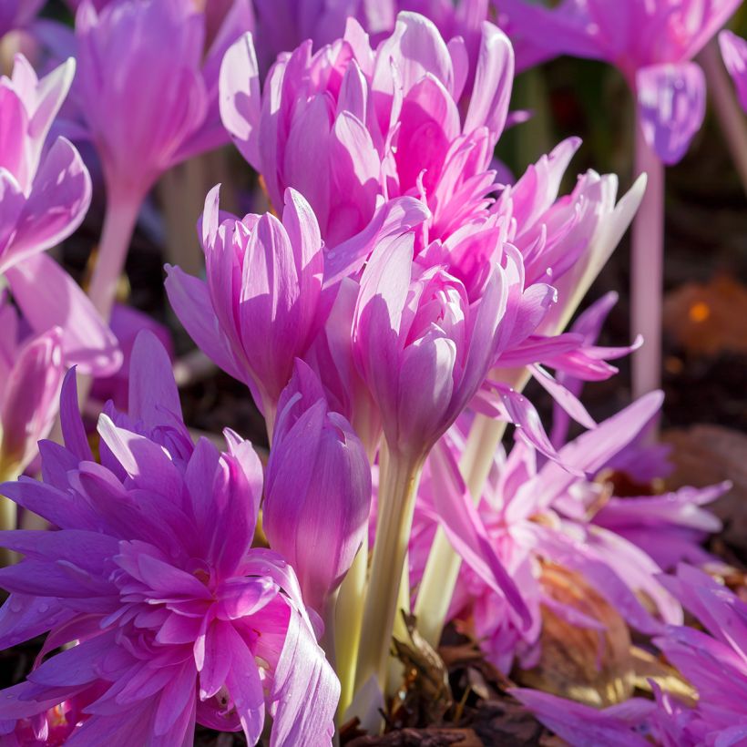Colchicum automnale Waterlily - Herfsttijloos (Groeiplaats)