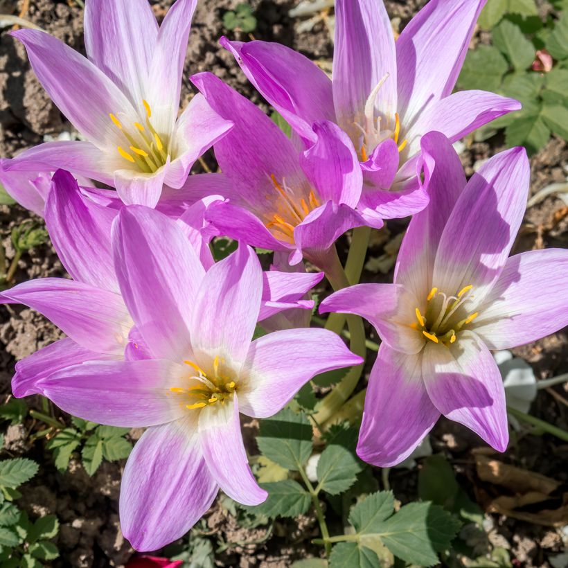 Colchicum speciosum - Herfsttijloos (Flowering)