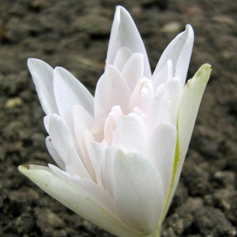 Colchicum autumnale Alboplenum - Herfsttijloos (Bloei)