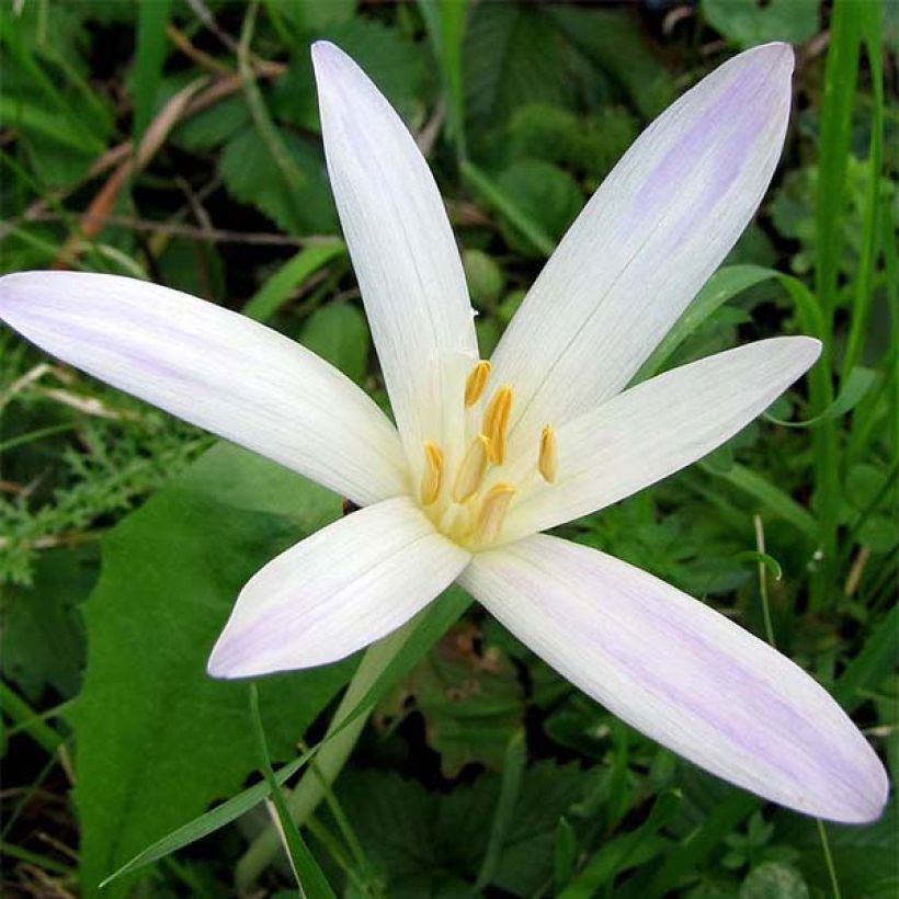 Colchicum autumnale Album - Herfsttijloos (Flowering)